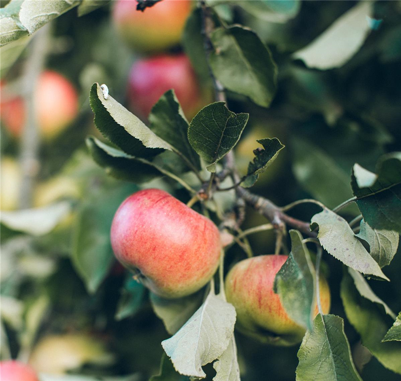 Obstbaumvielfalt 