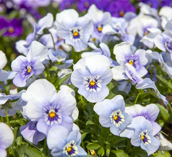 Viola cornuta Viola cornuta