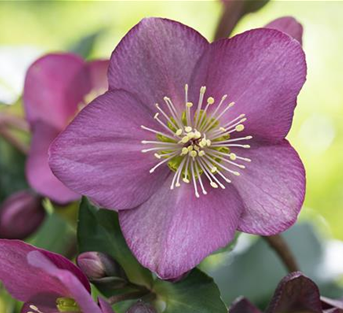 Helleborus x glandorfensis HGC® 'Ice N´Roses®' Helleborus x glandorfensis HGC® 'Ice N´Roses®'