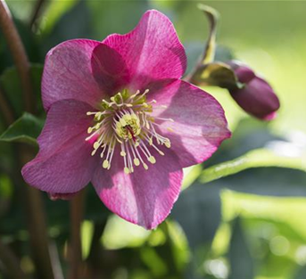 Helleborus Ice N´Roses® Benotta Helleborus Ice N´Roses® Benotta