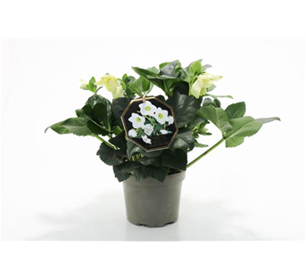 Helleborus 'Gold Collection'® Lisann Helleborus 'Gold Collection'® Lisann