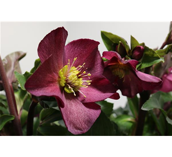 Helleborus x glandorfensis 'HGC® Ice N´Roses® Red' Helleborus x glandorfensis 'HGC® Ice N´Roses® Red'