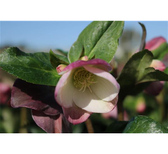 Helleborus 'Gold Collection'®, rosa Helleborus 'Gold Collection'®, rosa