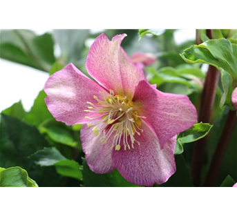 Helleborus 'Gold Collection'® Frosted Rose Helleborus 'Gold Collection'® Frosted Rose