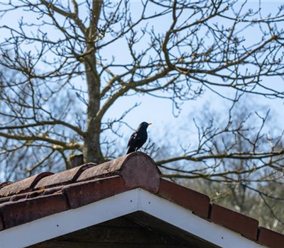 10 Tipps für einen tierfreundlichen Garten