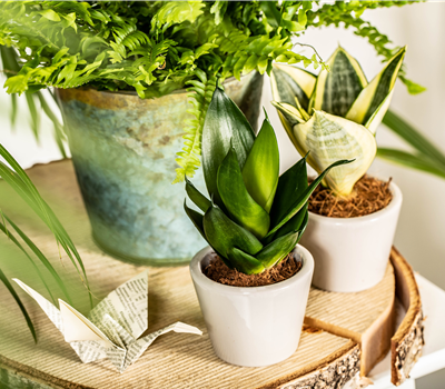 Dekorative Zimmerpflanzen für ein grünes Zuhause