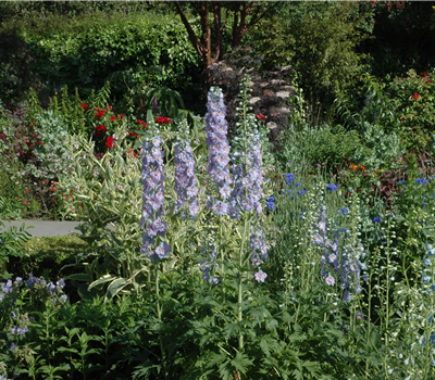 Diese beliebten Stauden sollten in keinem Staudenbeet fehlen