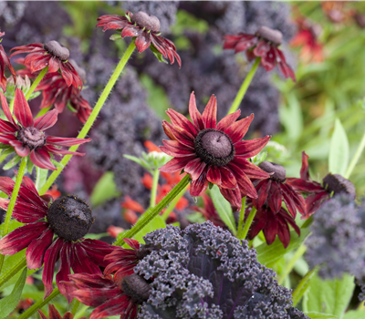 Die beliebtesten Stauden für die Gartengestaltung