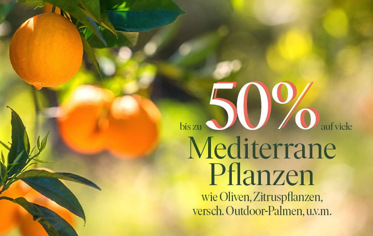 25,603_Kachel_mediterr.Pflanzen.png 25,603_Kachel_mediterr.Pflanzen.png