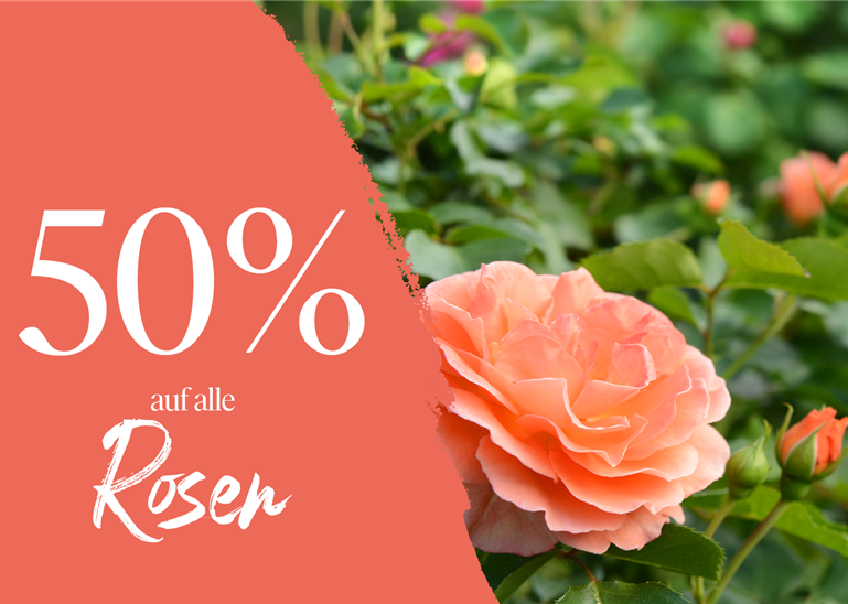 250825_Kachel_Rosen.png 250825_Kachel_Rosen.png