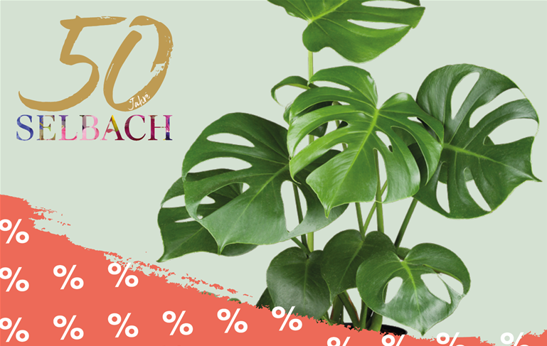 250929_50Pflanzen_Monstera_K.png 250929_50Pflanzen_Monstera_K.png