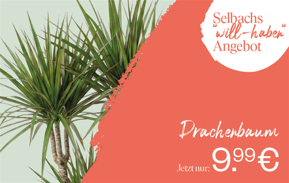 260827_will-haben_KW352.png
