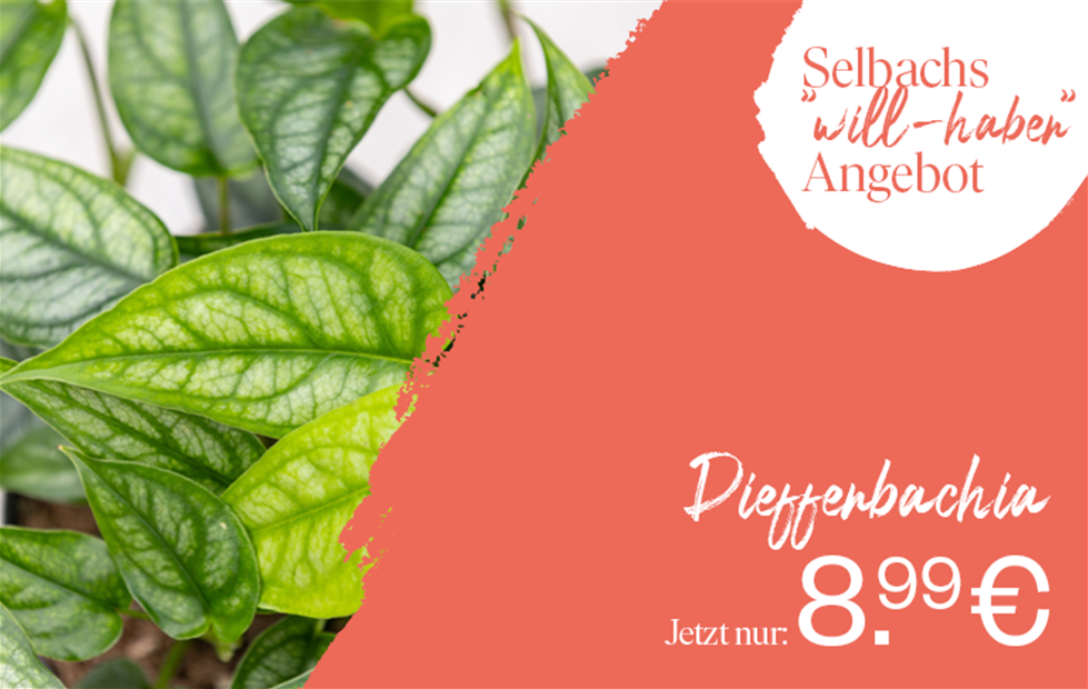 260827_will-haben_KW354.png
