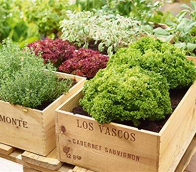 Gemüse-, Kräuter- und Obstgarten im August