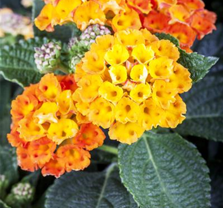 Duftende Blickfänger – Das Wandelröschen