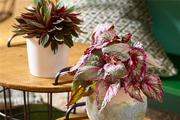 Zimmerpflanzen im November