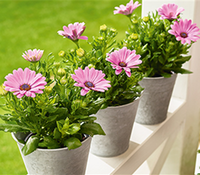 Terrasse & Balkon im August