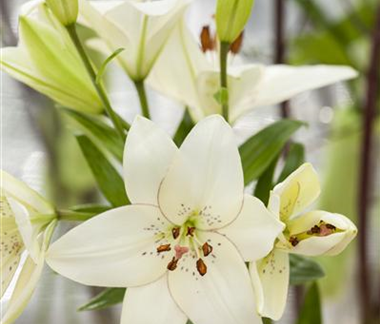 Lilien