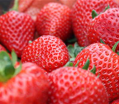 Jetzt Erdbeeren pflanzen