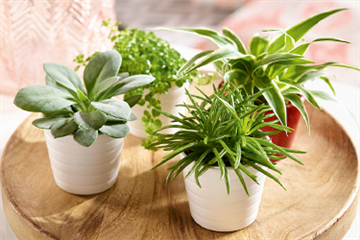 Zimmerpflanzen im März