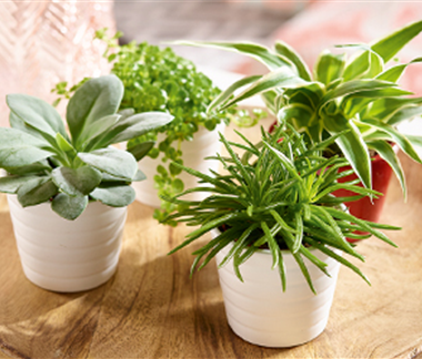 Zimmerpflanzen im März