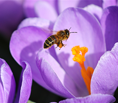 Bienenfreundliche Blumenzwiebeln