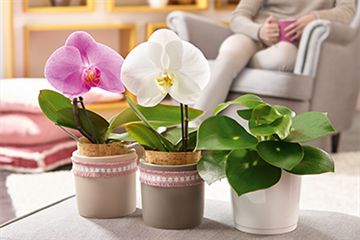 Zimmerpflanzen im Januar