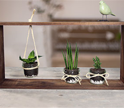 Deko mit Sukkulenten & Kakteen