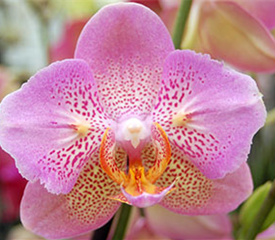 Orchideenblüte