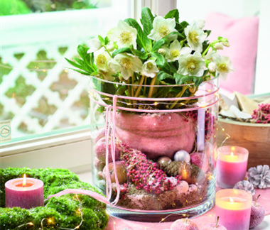 Blütenwunder Christrose