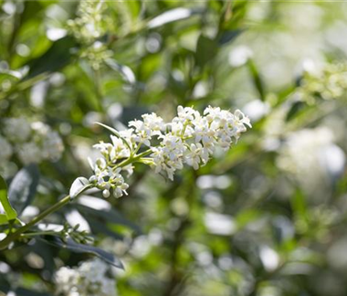 Ziergarten im Februar