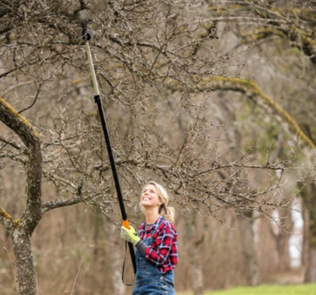 Ratgeber Obstbaumschnitt im Winter