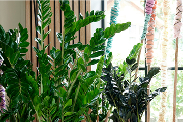 Den Dschungel ins Wohnzimmer holen