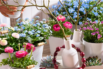 Holi-Festival im Garten