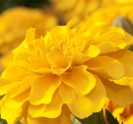 Gute Nachbarschaft im Beet 